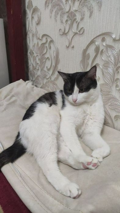 Кошечка в добрые руки