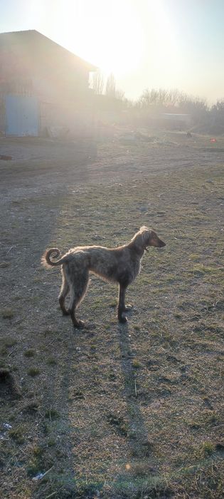 Тазы 9 айлық күшік .