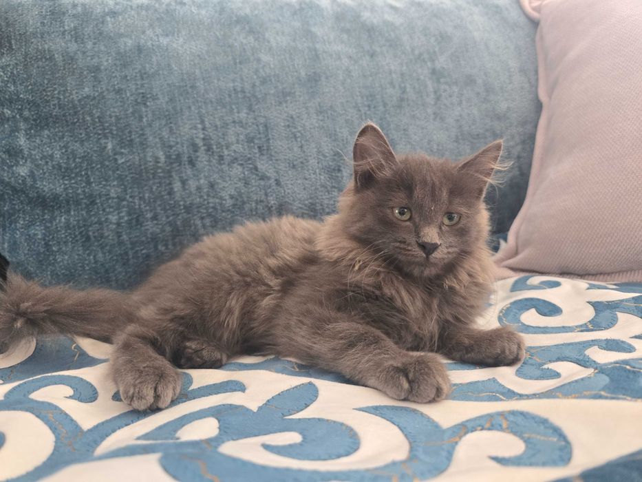 Отдам серого кота в хорошие руки