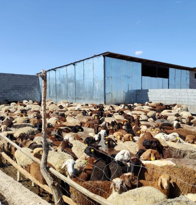 Қой, тоқты сатылады