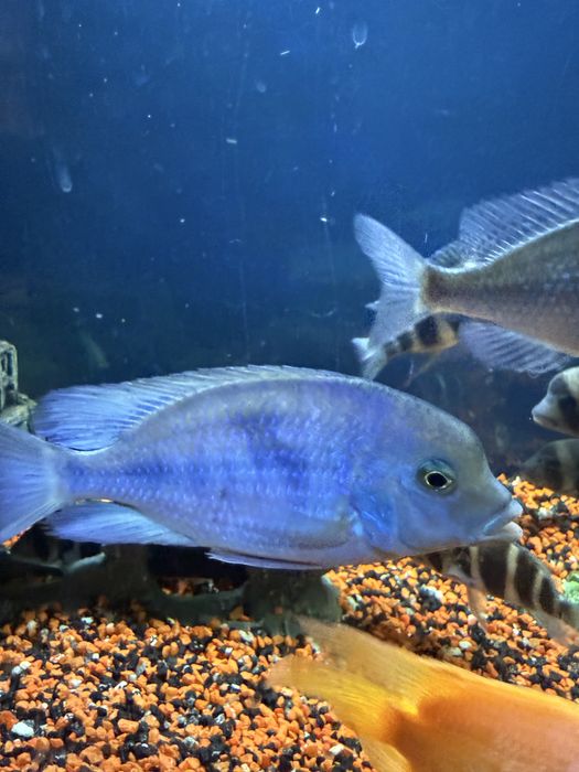 Продам рыб голубой дельфин