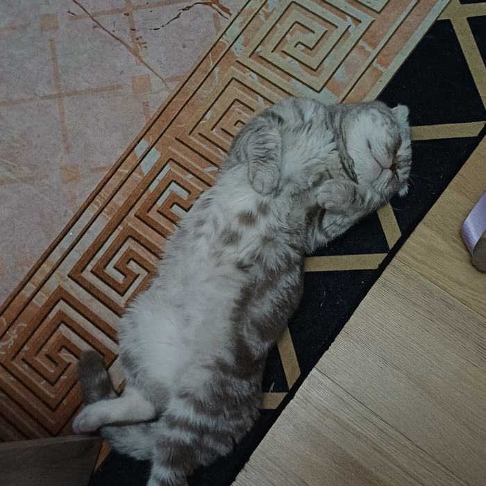 вязка кота шотландского