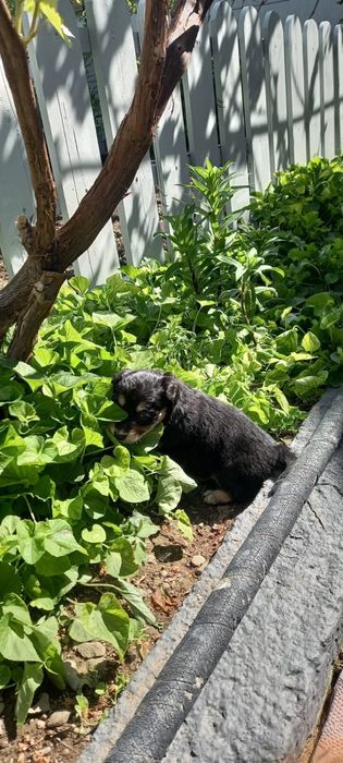 Щенят в хорошие руки