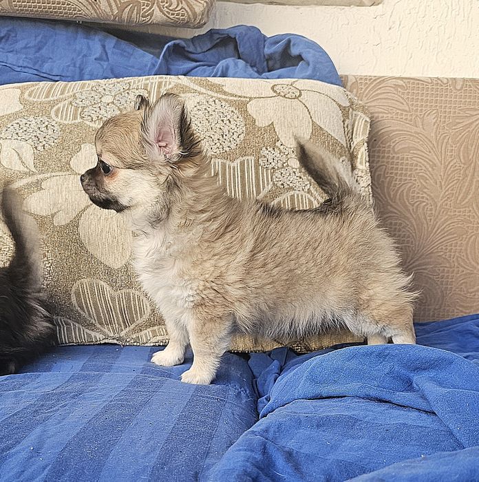 Мальчик чихуахуа