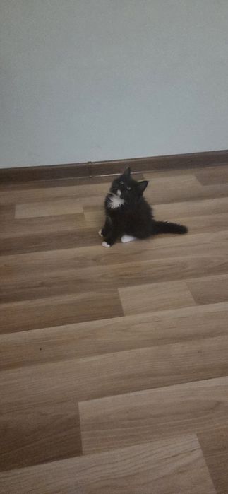 Очаровательные котята — домашние, ласковые и очень игривые.