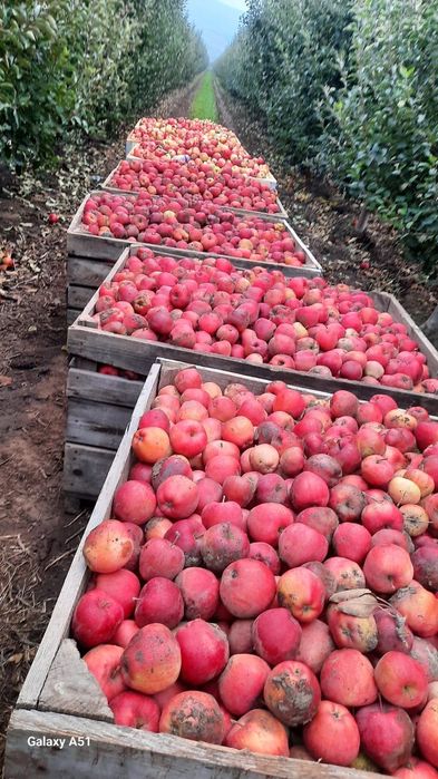 Vând Mere Falticeni