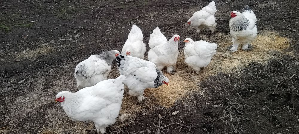 Oua de incubat rațe mute l/eșești și oua de găină  brahma