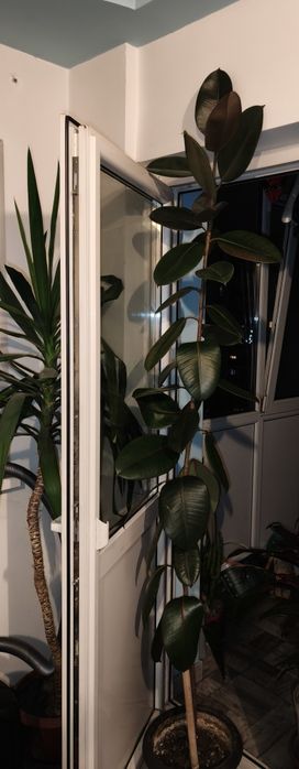 Vand ficusi plante mari
