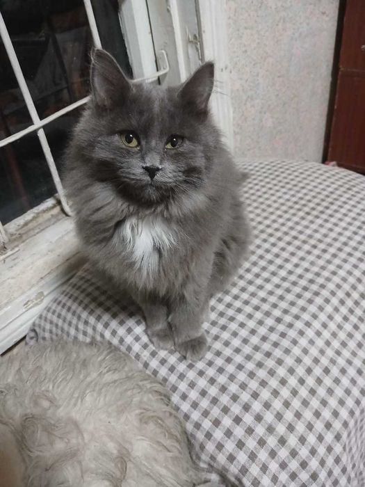 Ищет теплый дом котенок мальчик!!