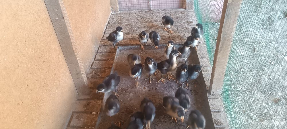 Qora shaxzoda jojalari sotiladi