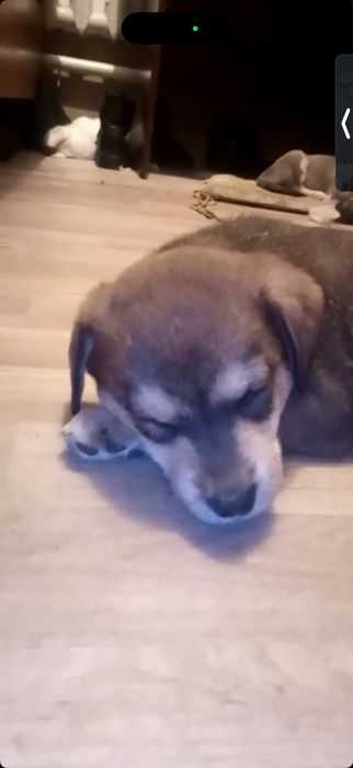 Щенки-звонки в добрые руки!