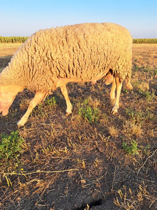 Oi assaf, lacaune si ille de France de vânzare.