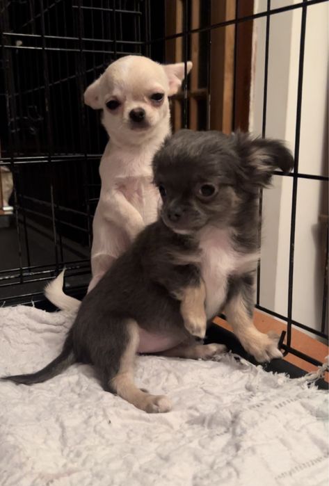 ЧИХУАХУА, девочка, 3 мес.