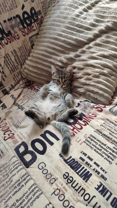 Котенок  девочка