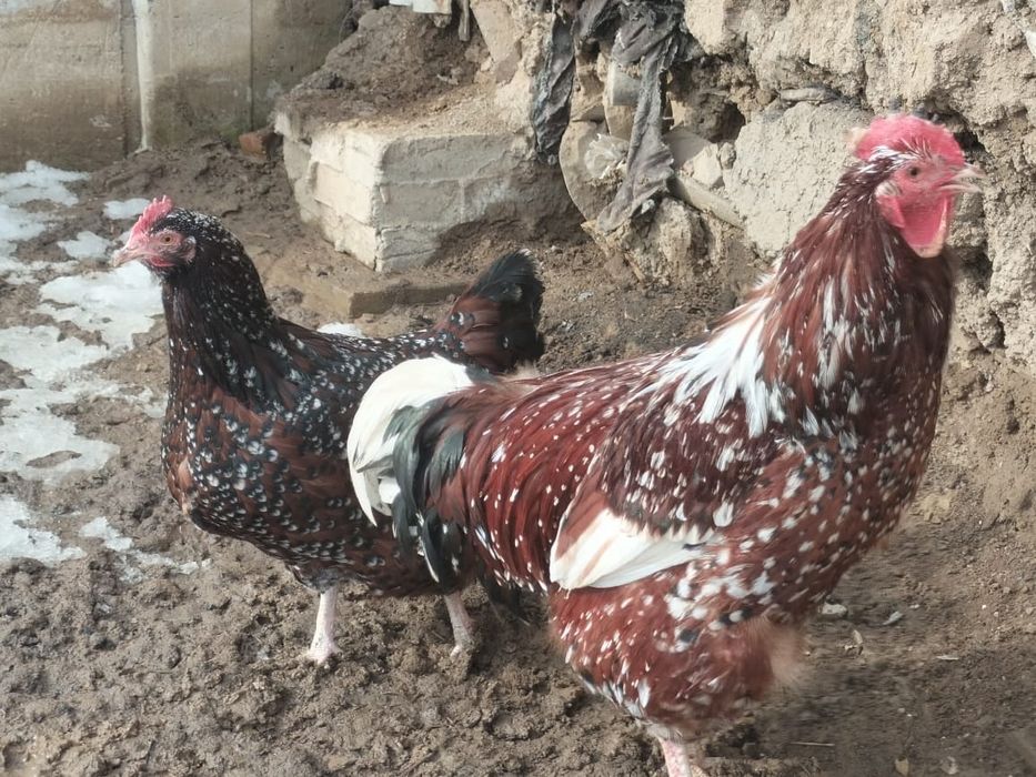 Продаётся петух с курицей