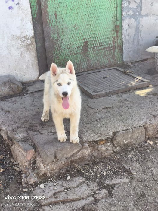 Очаровательные щенки сибирской хаски.