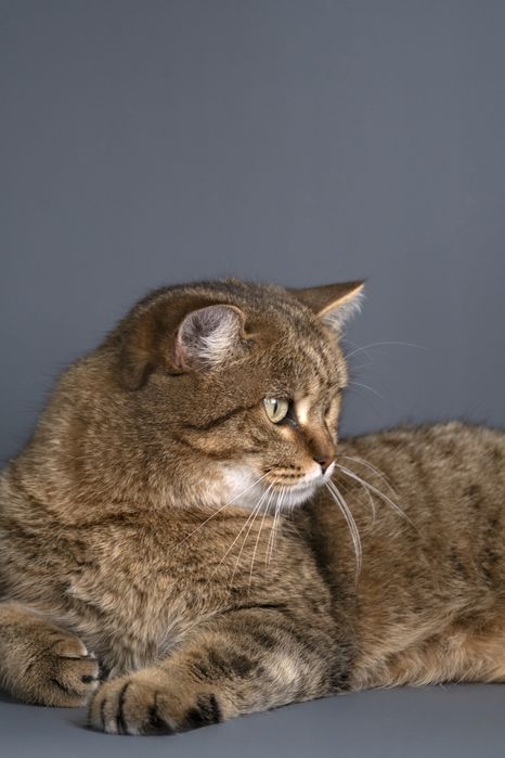 Кошечка Маша в поиске дома.