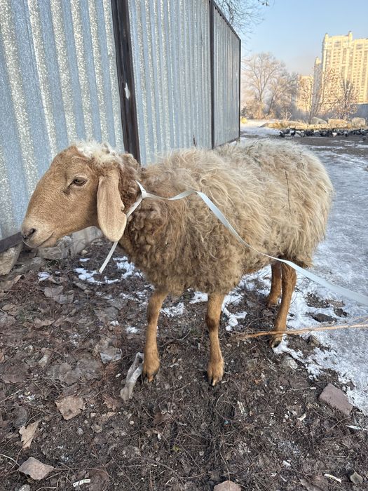 Қой овца барашка