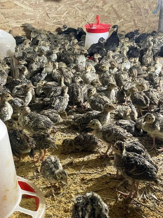 Pui de fazani comun si tenerbos la varsta de 3 sapt