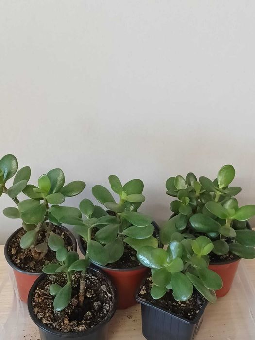 Продам Красулы в горшках