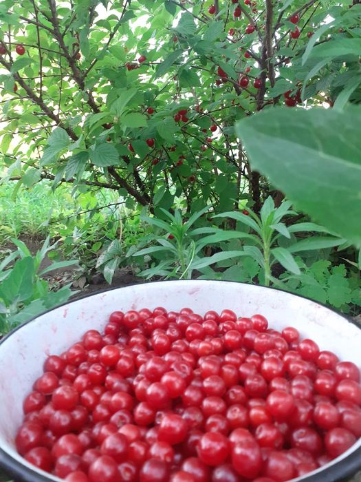 Продам дачу на Бобровке