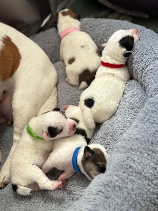 Джек Рассел терьер