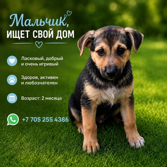 Щенки в поиске дома