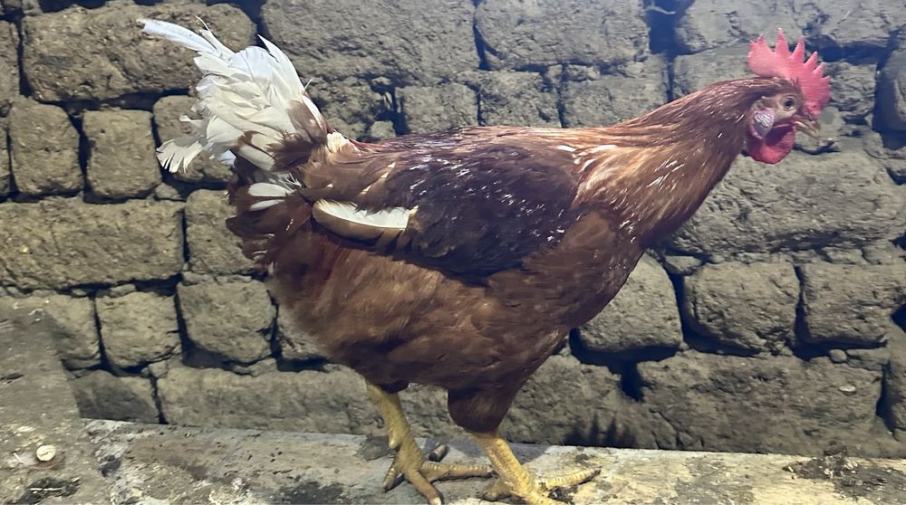 Петли работещи и за колене