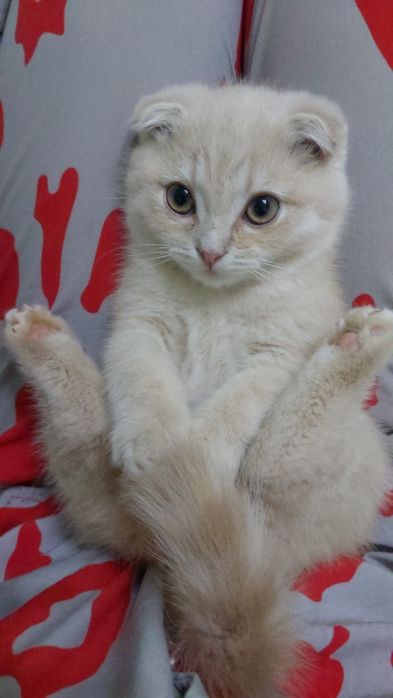 Scottish fold mushuk