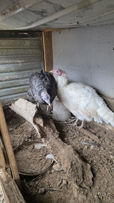 Жас аналық индуктар сатылады – 20 000 тг