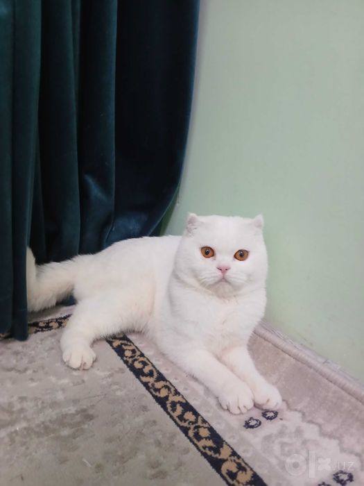 Mushuk sotiladi zoti erkak