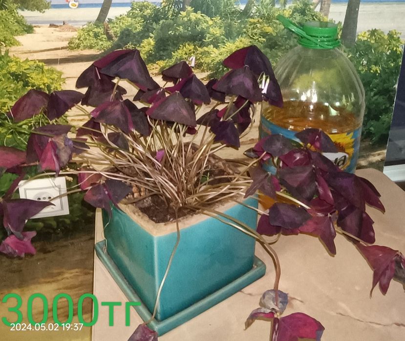 Продаётся комнатный цветок