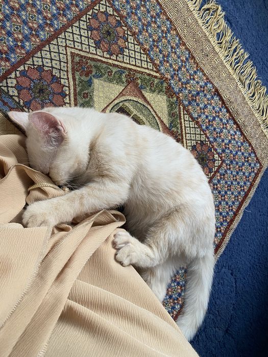 Шиншила мраморный 10ойлик мальчик привязка килинган