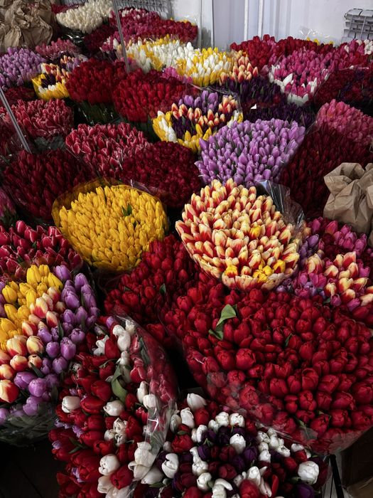 Тюльпан Алматы шт 500