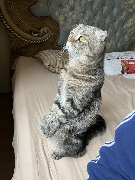 Кота в хорошие руки