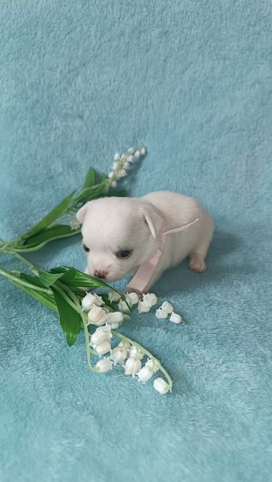 Мини щенок чихуахуа