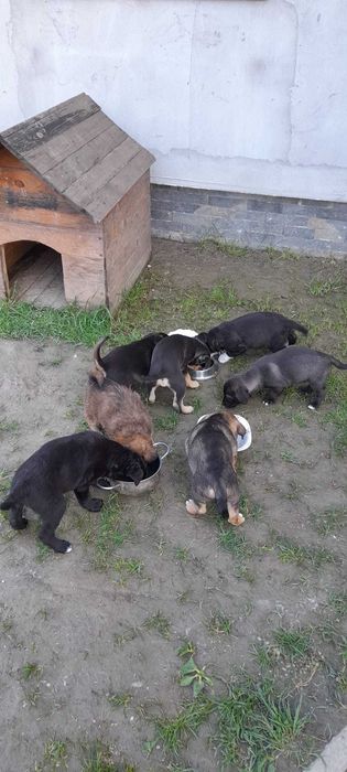 Donez catelusi talie mica