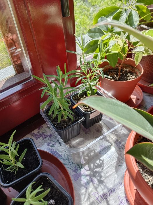 Росточки размарина