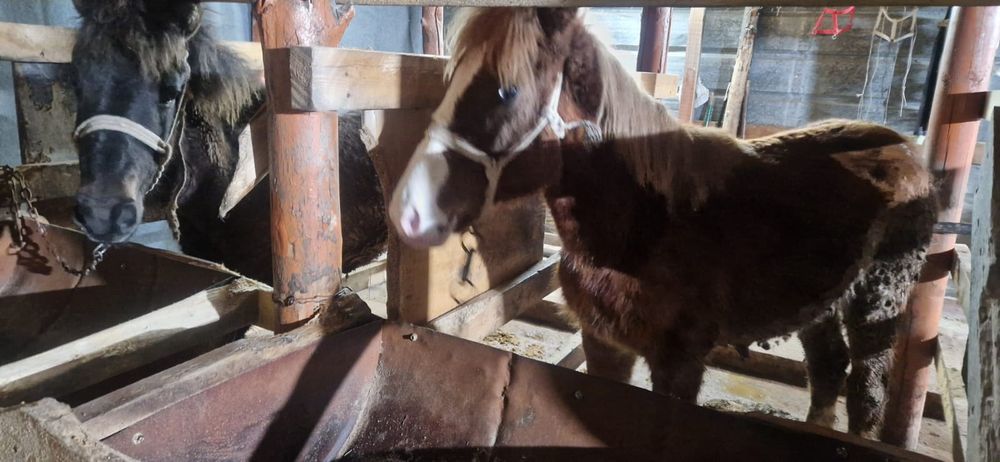 Тайлар сатылады откорумда тұр