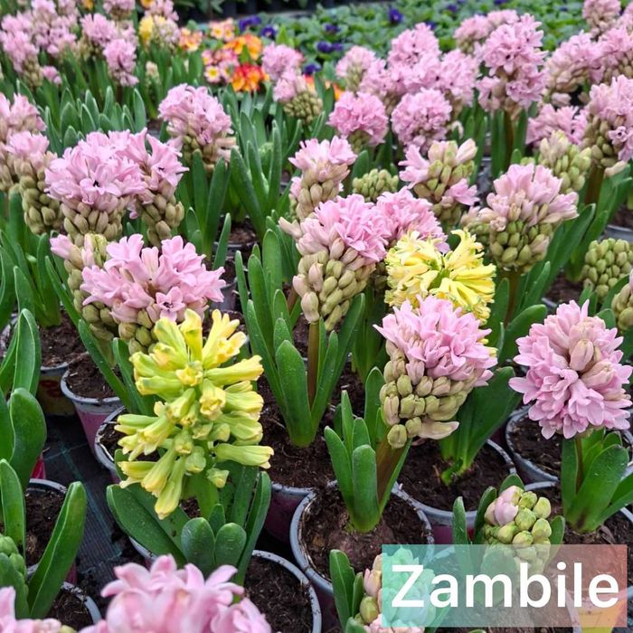 Zambile la ghiveci de vanzare