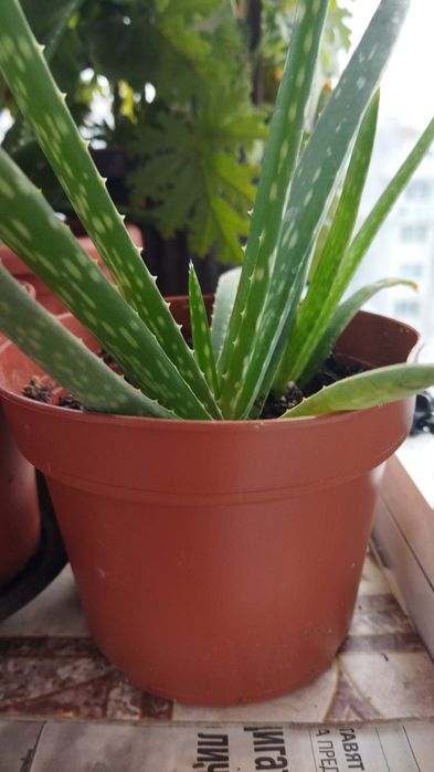 Лечебни растения алое