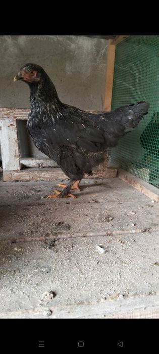 Қазақы аралас брама