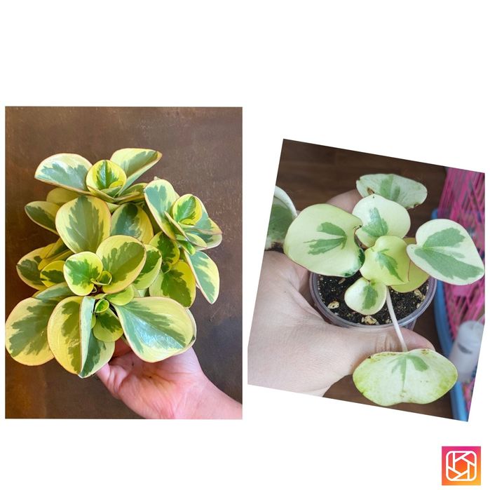 Продам комнатные цветы