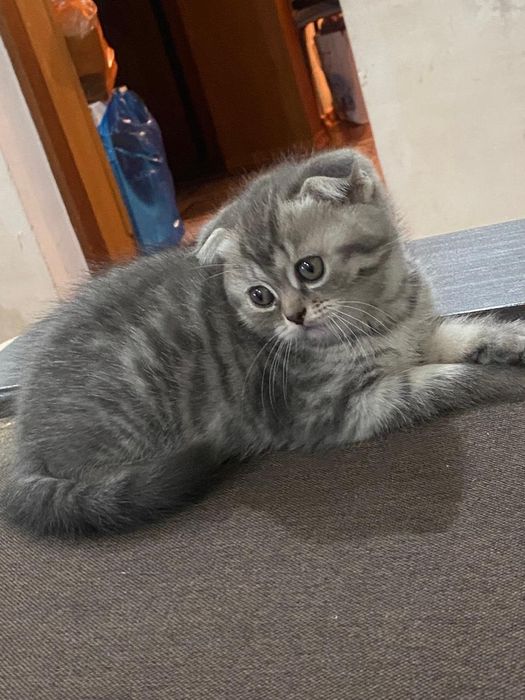 Продаются котята скотиш фолд