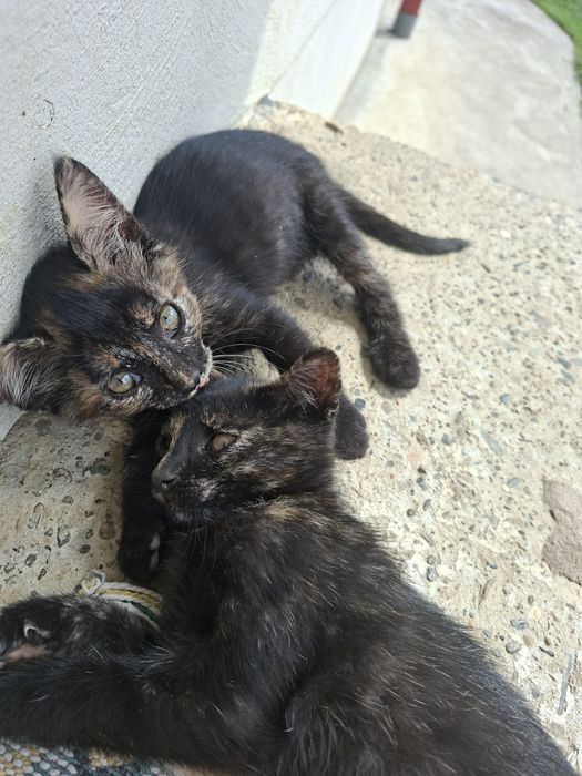 Donez pui de pisică