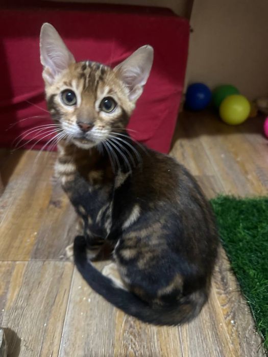 Бенгальские котята