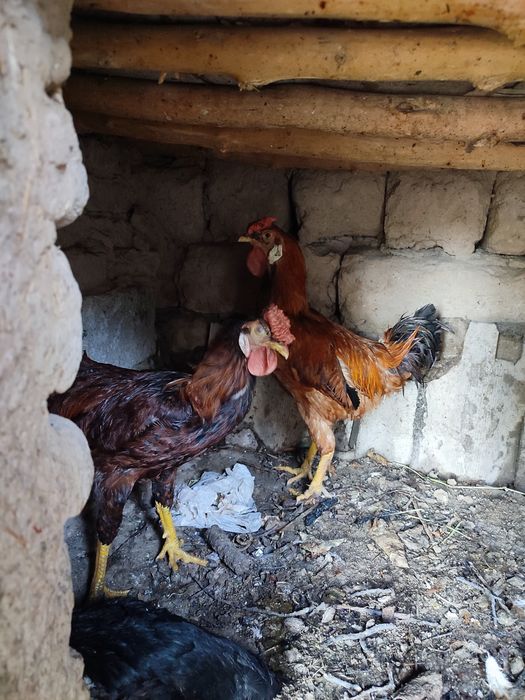 2 ta xoʻroz mesni tozza 1 ta kulangi tovuq kurk boʻgan tuxum bostirsah