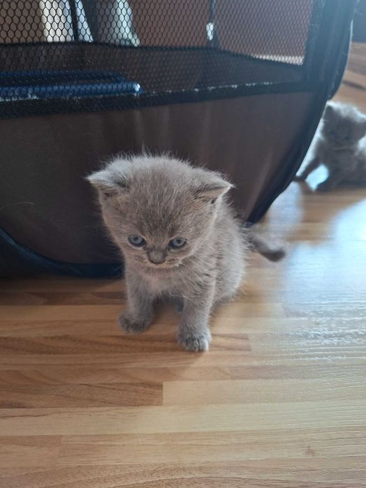 Британски късокосмести