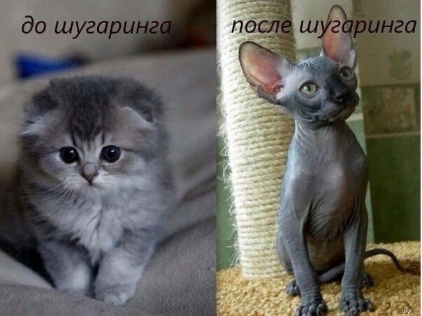 Шугаринг мужской и женский