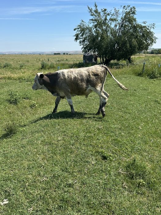 De vanzare vaci si vitei